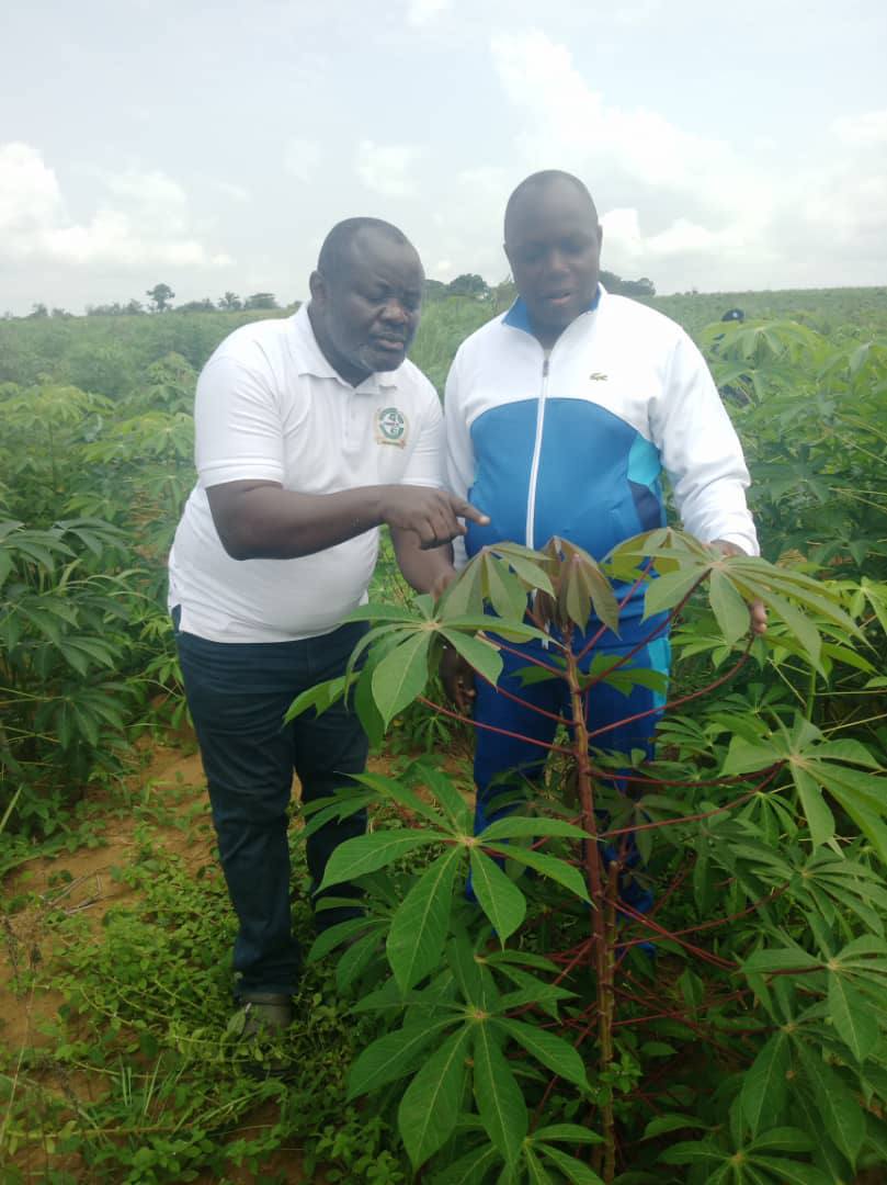 Suivi technique des cultures de manioc - action CEHUDEC ASBL à Kongo Central, RDC